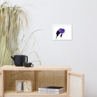 Iris On White Floral Nature Photo Framed Wall Art Print