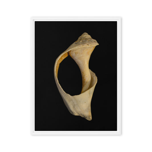 State of Erosion Image 2 Whelk Shell Coastal Nature Wall Art Prints Framed Canvas Wall Art Prints