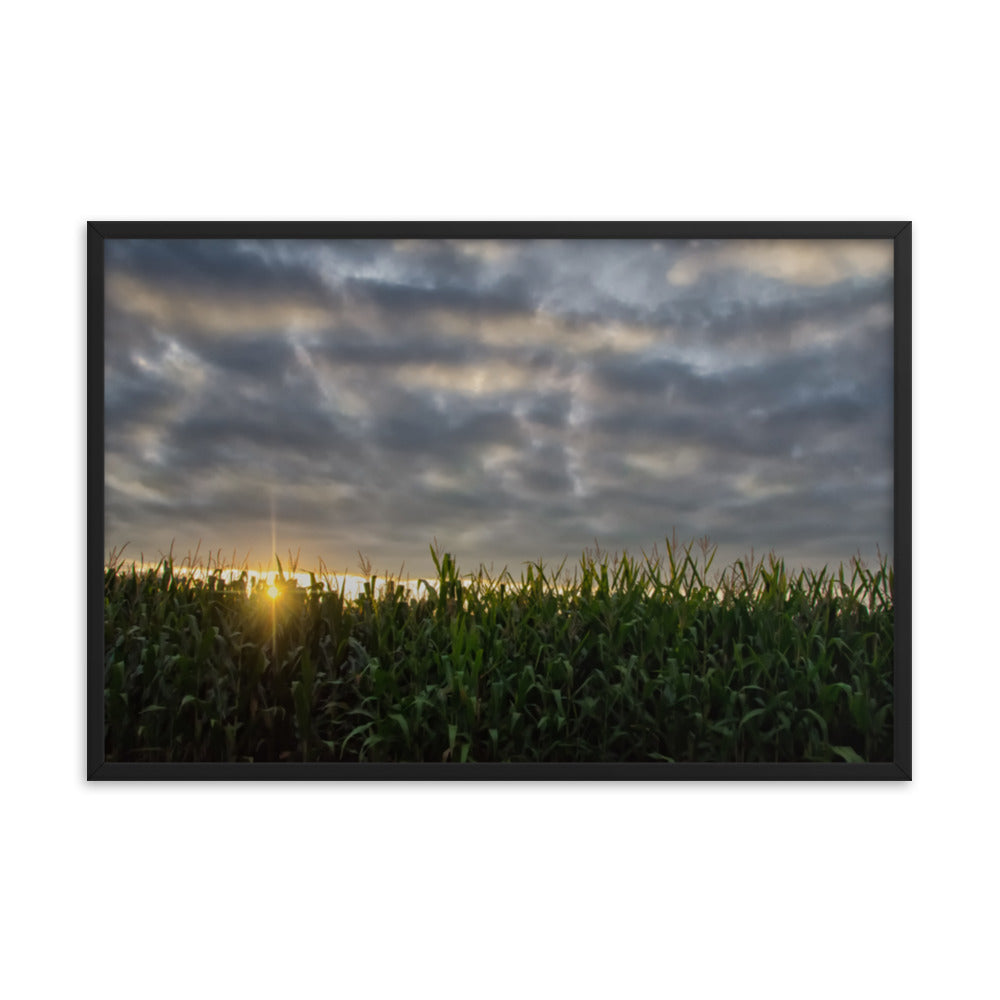 Rows of Corn Rural Landscape Framed Photo Paper Wall Art Prints