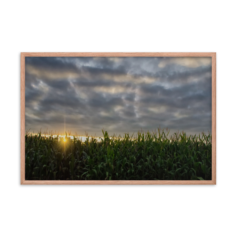 Rows of Corn Rural Landscape Framed Photo Paper Wall Art Prints