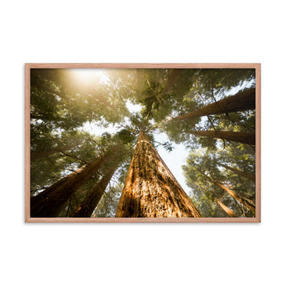 Looking Up Pine Trees Botanical Nature Photograph Framed Wall Art Print