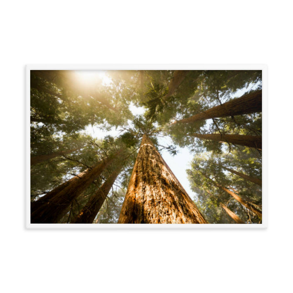 Looking Up Pine Trees Botanical Nature Photograph Framed Wall Art Print