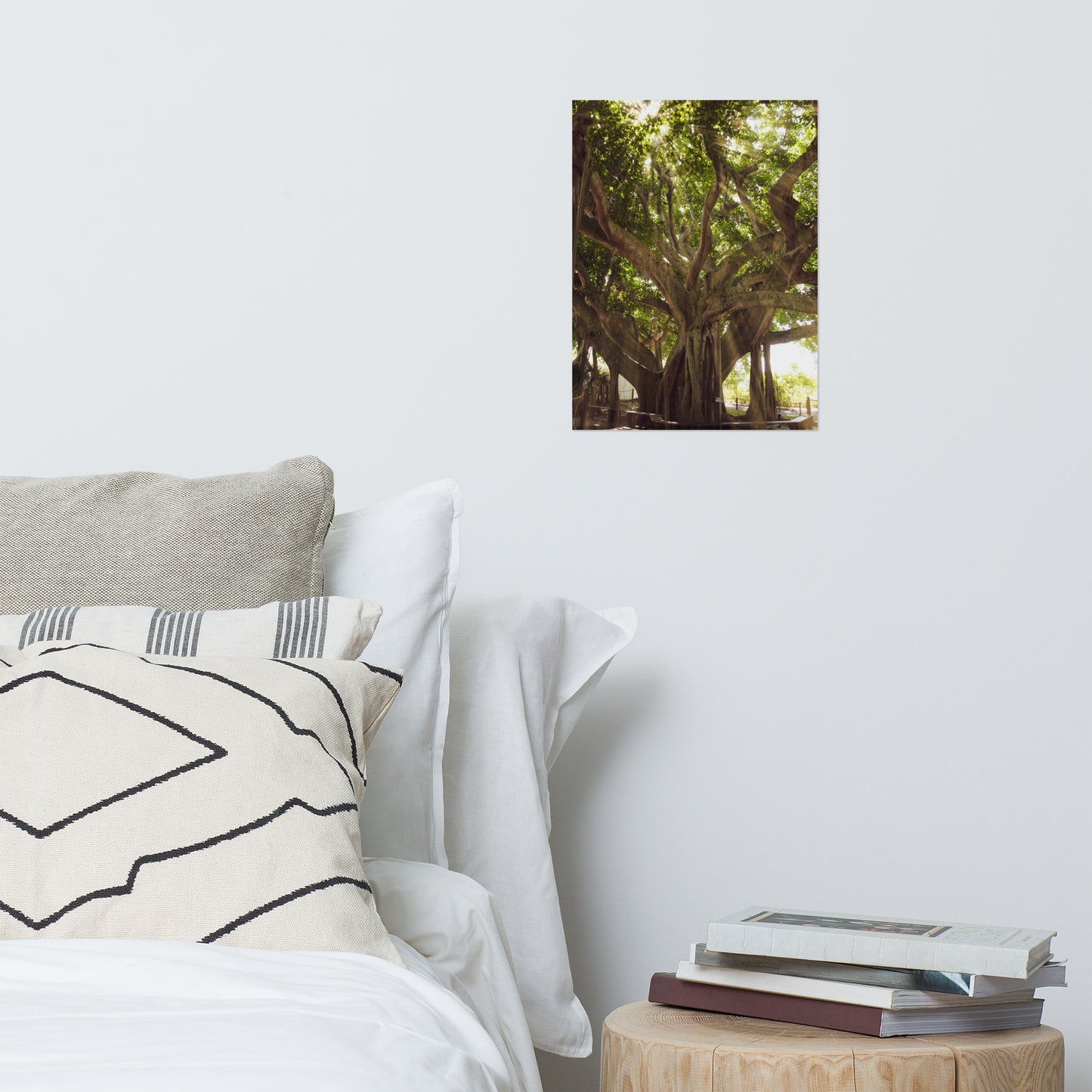 Banyan Tree With Glory Rays of Sunlight Botanical Nature Photo Loose Unframed Wall Art Prints