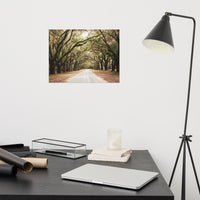 Botanical / Nature Landscape / Cityscape Abstract Decor Live Oaks and Spanish Moss Roadway Savannah Ga Loose Wall Art Print 12" x 16"