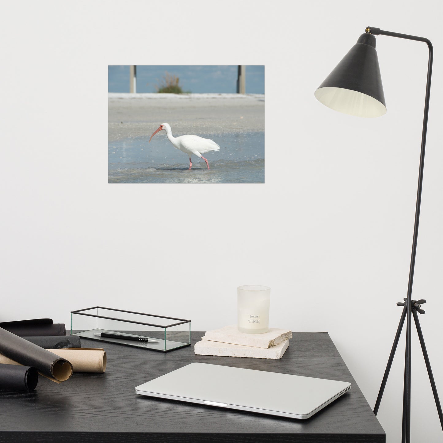 White Ibis on the Shore Wildlife Photo Loose Wall Art Print