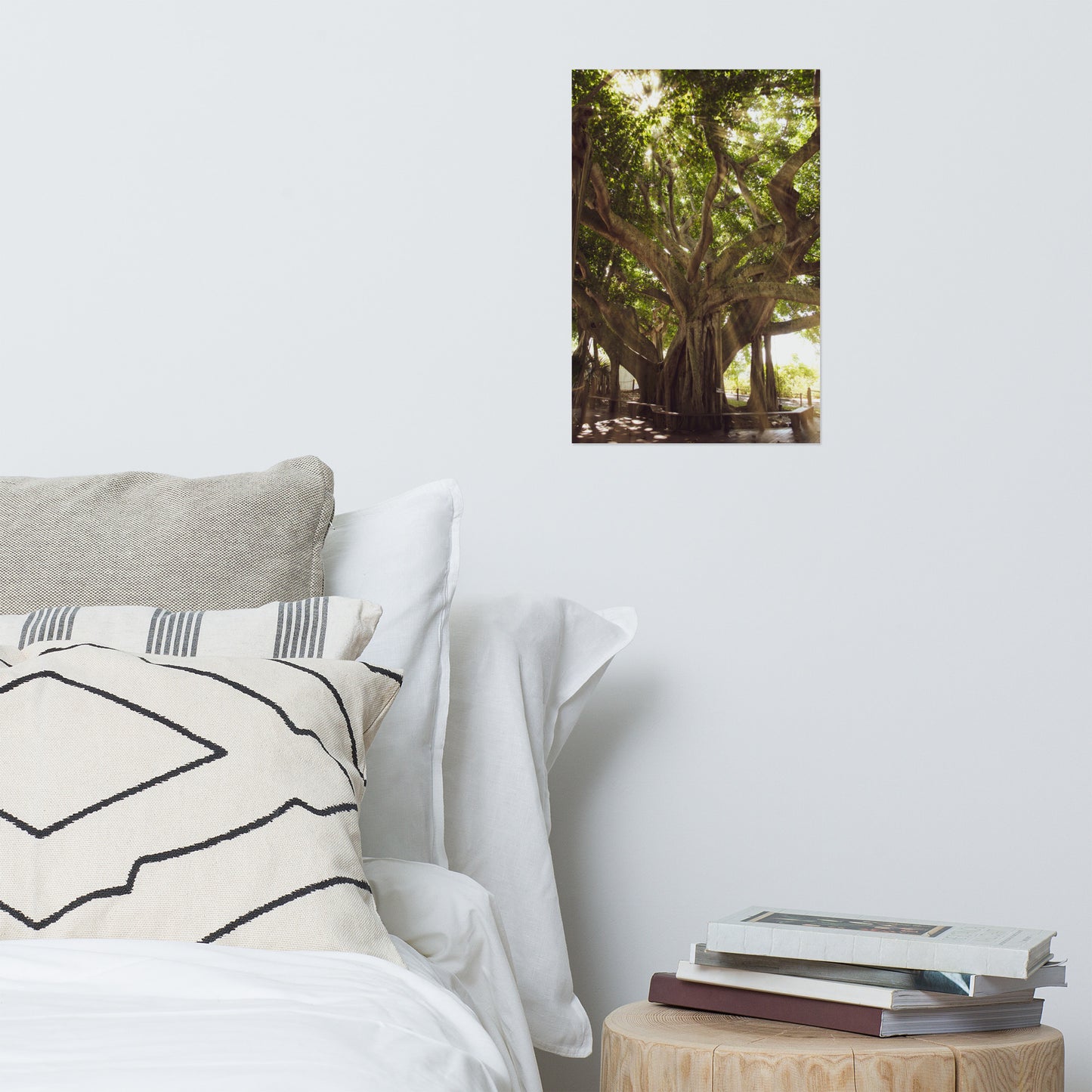 Banyan Tree With Glory Rays of Sunlight Botanical Nature Photo Loose Unframed Wall Art Prints