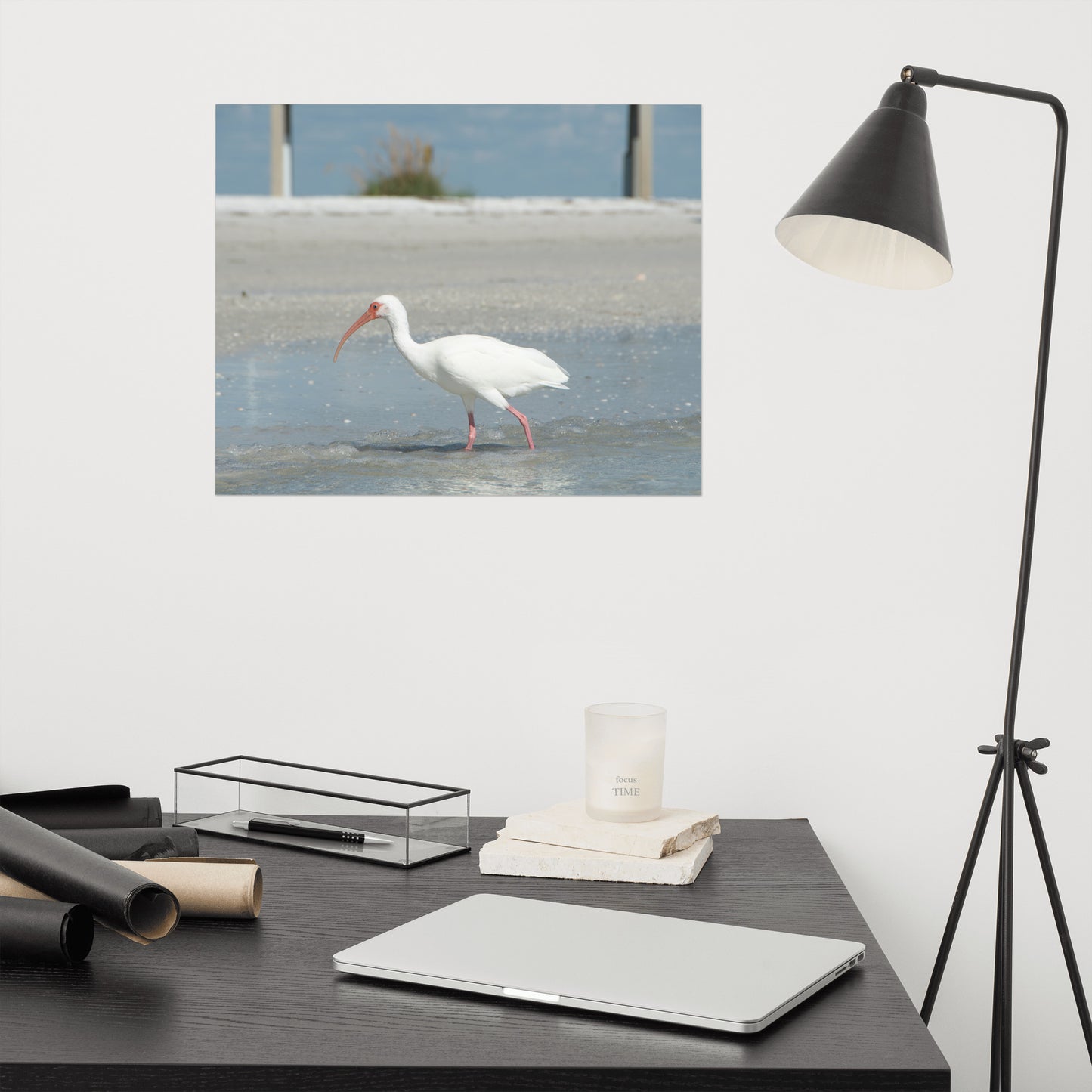 White Ibis on the Shore Wildlife Photo Loose Wall Art Print