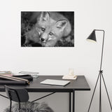 Young Red Fox Face Black and White Animal Wildlife Nature Photograph Loose Wall Art Print