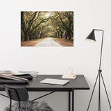 Botanical / Nature Landscape / Cityscape Abstract Decor Live Oaks and Spanish Moss Roadway Savannah Ga Loose Wall Art Print 24" x 36"