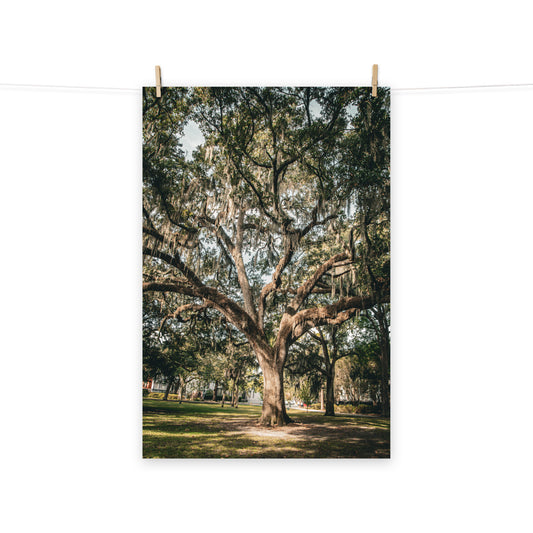 Botanical / Nature Landscape / Cityscape Abstract Decor Live Oak and Spanish Moss Forsyth Park Savannah Ga Loose Wall Art Print 8" x 10"