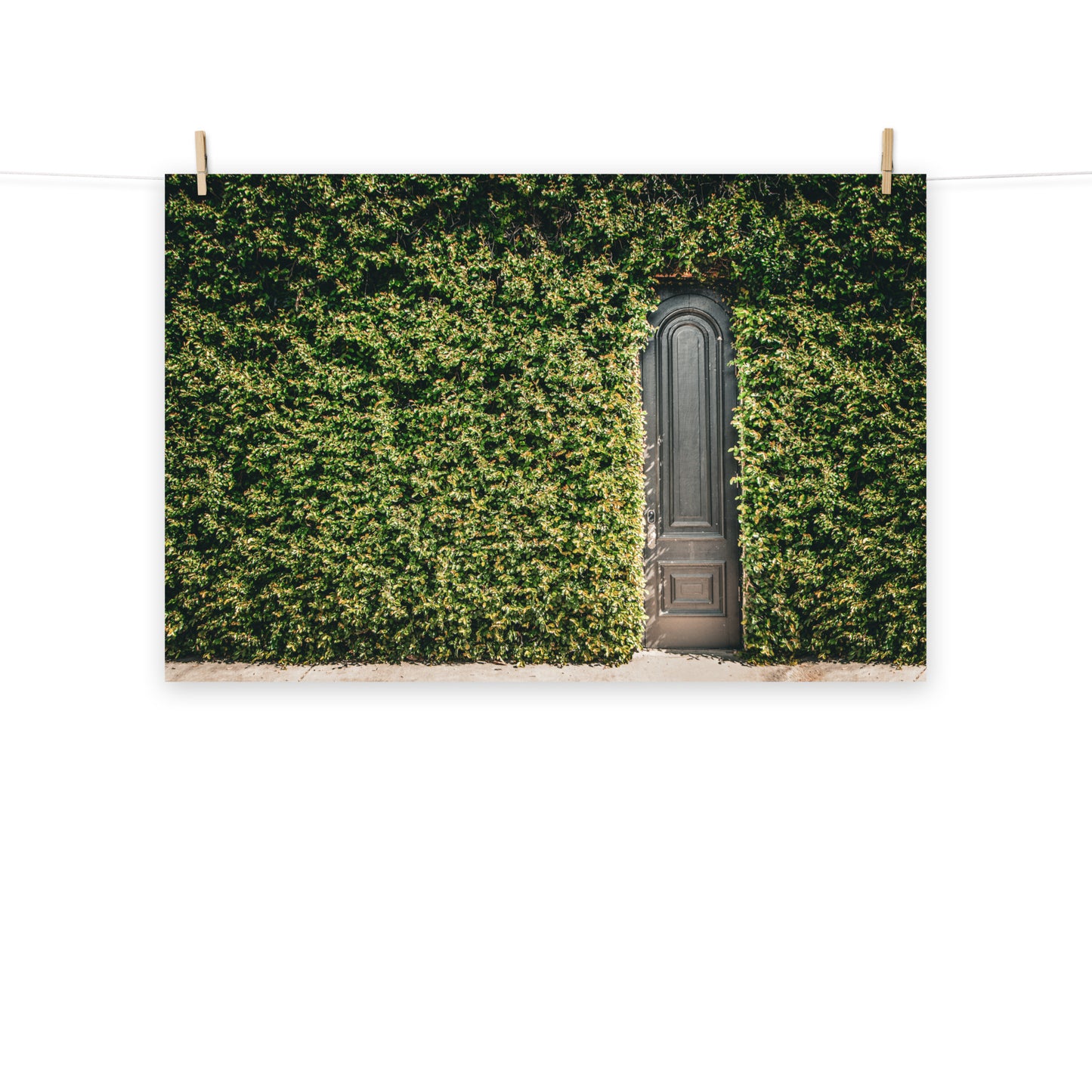 Architectural / Industrial / Cityscape Abstract Decor Old Wooden Door and Ivy Savannah Ga Loose Wall Art Print 8" x 10"