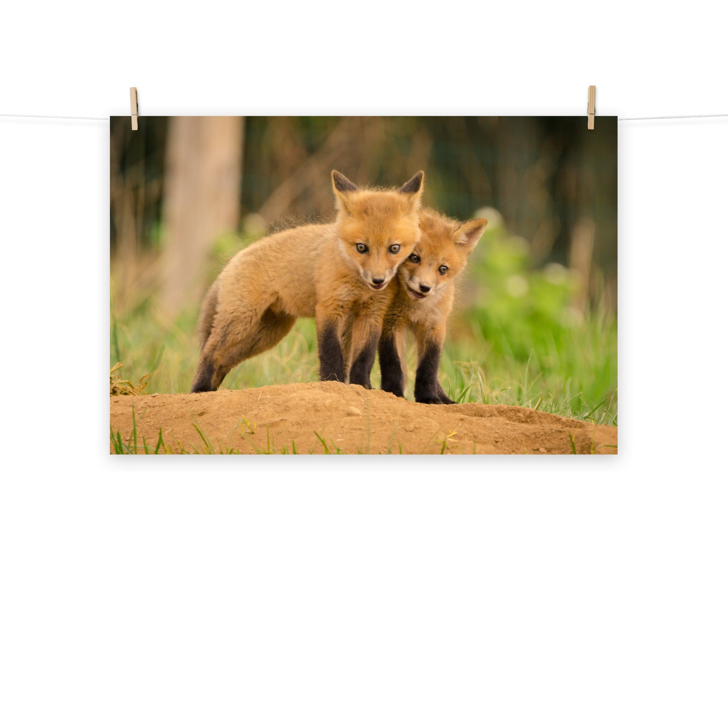 Baby Red Foxes Close to You Loose Wall Art Print