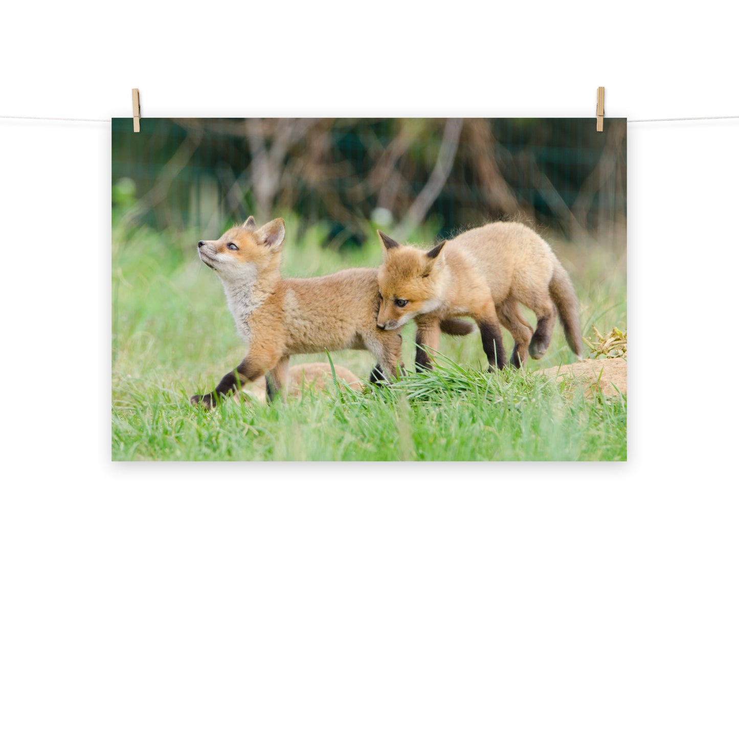 Baby Red Foxes Head Held High Loose Wall Art Print