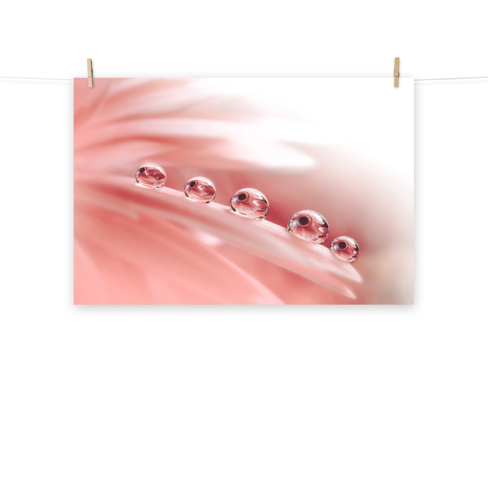 Pink Flower Poster: Peace - Dew Drops on Gerbera Daisy Petals Floral Botanical Photograph Shabby Chic - Vintage Loose / Unframed Wall Art Print