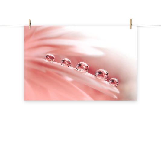 Pink Flower Poster: Peace - Dew Drops on Gerbera Daisy Petals Floral Botanical Photograph Shabby Chic - Vintage Loose / Unframed Wall Art Print