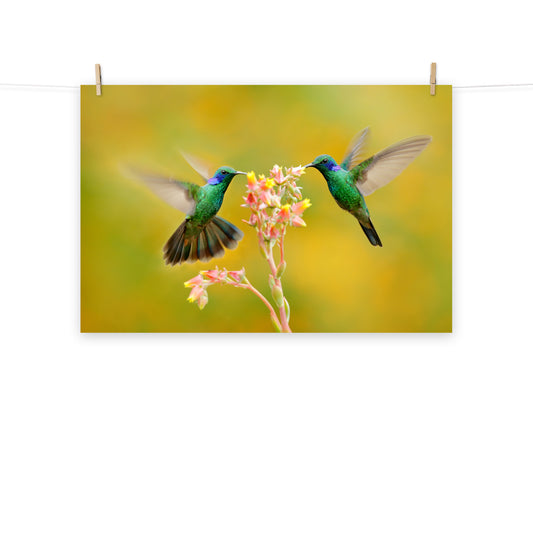 Hummingbirds with Little Pink Flowers Loose Wall Art Print