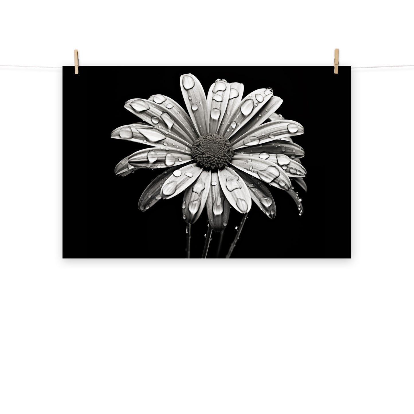 Still Art Flowers: Dark Bloom Daisy Photorealism - Digital Artwork Loose Art Print