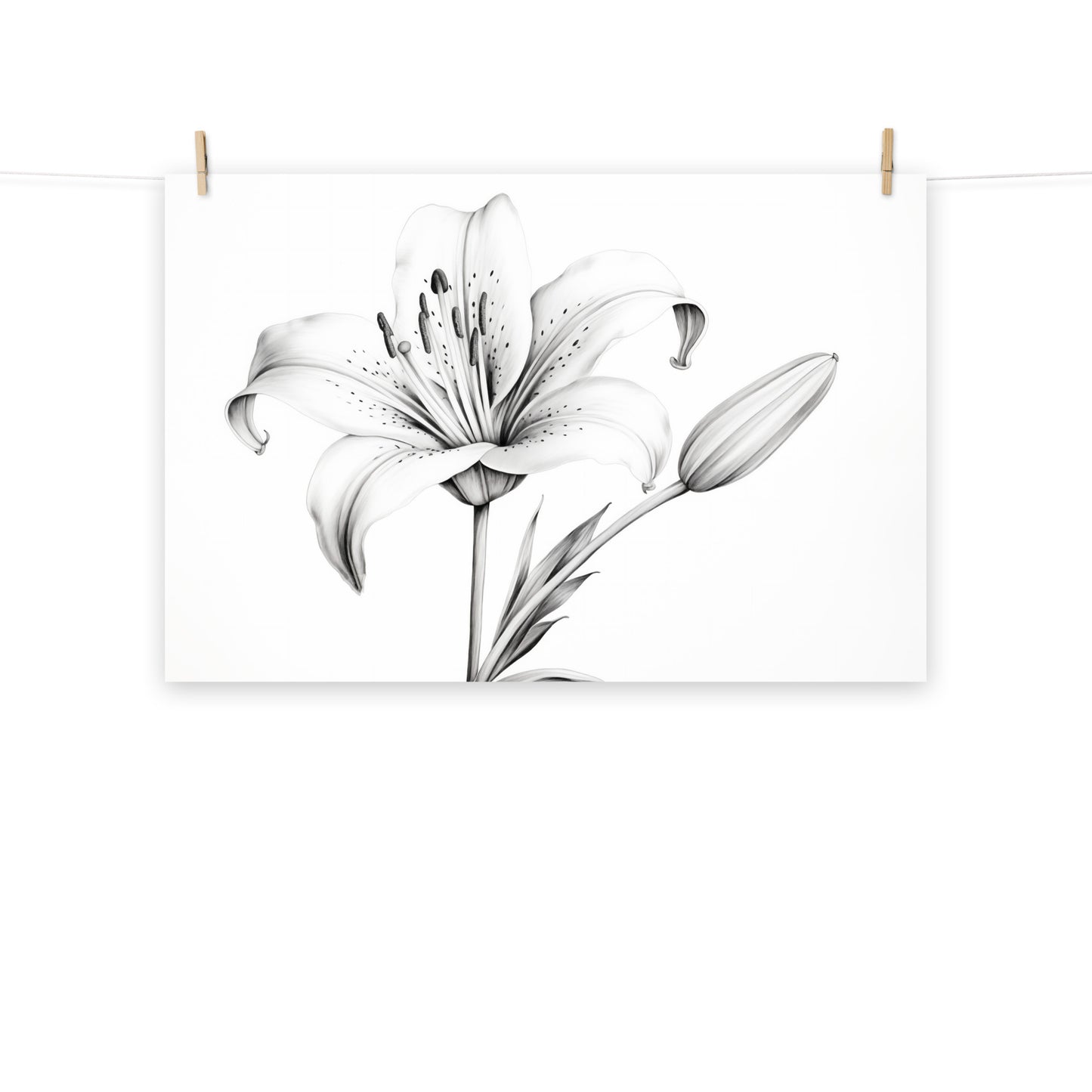 Aesthetic Drawing Flowers: Ephemeral Beauty Lily Pencil Sketch Charcoal Drawing Digital Artwork Loose Art Print