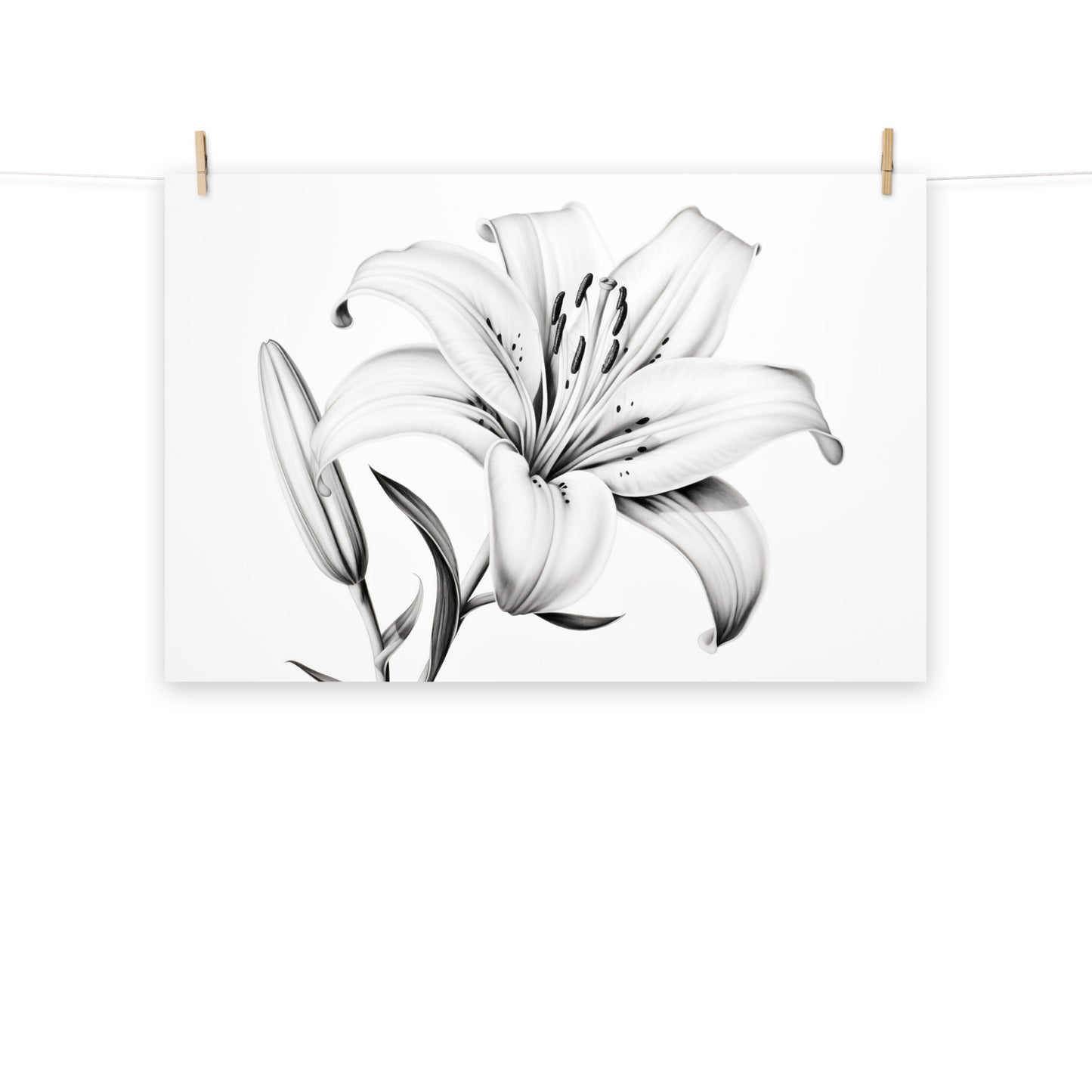 Gentle Awakening Lily Pencil Sketch Charcoal Digital Artwork Loose Art Print