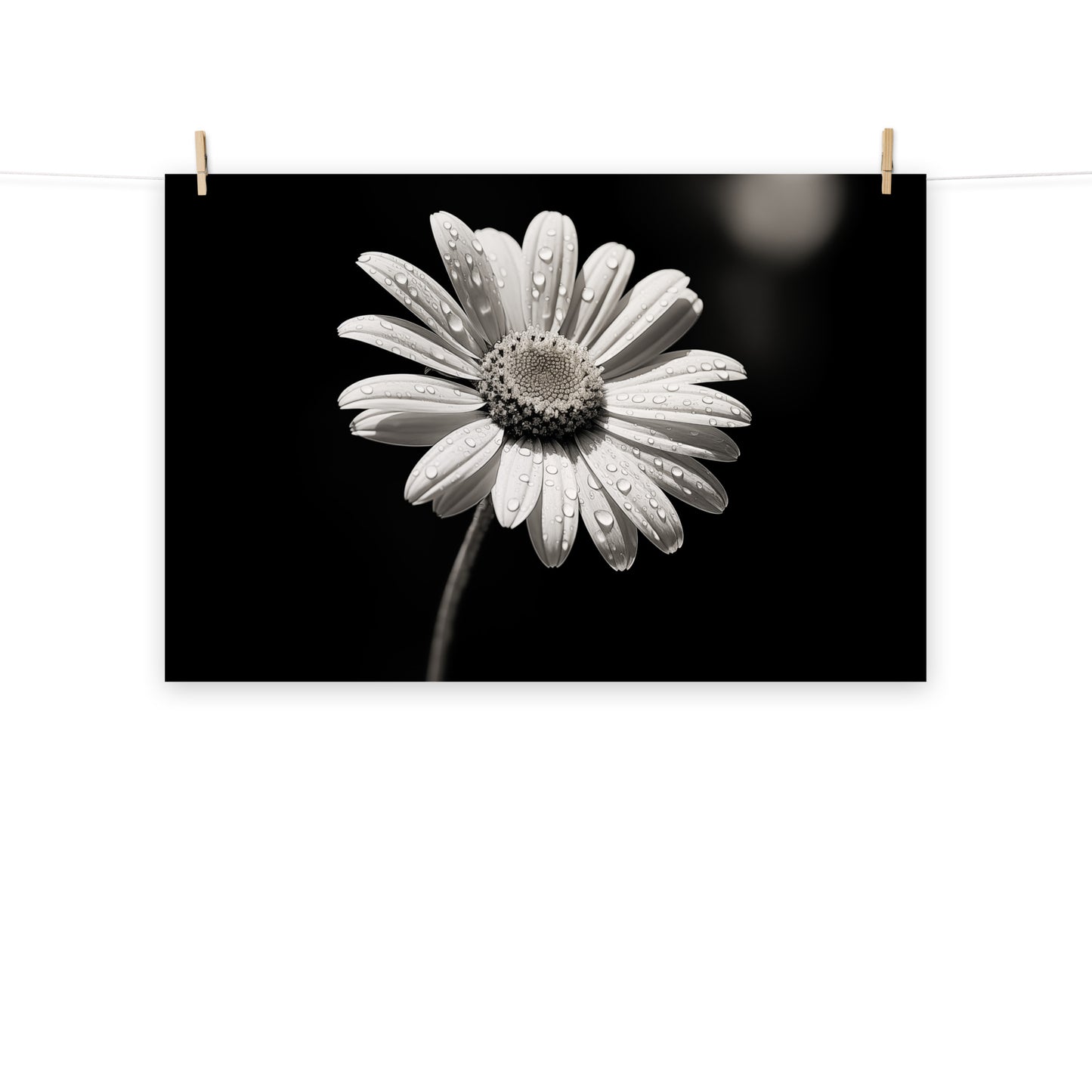 Twilight's Kiss Chamomile Photorealism - Digital Artwork Loose Art Print