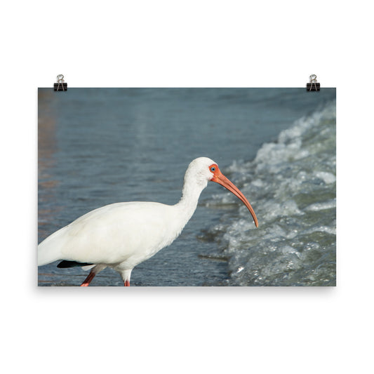Close Up White Ibis on Beach Wildlife Photo Loose Wall Art Print