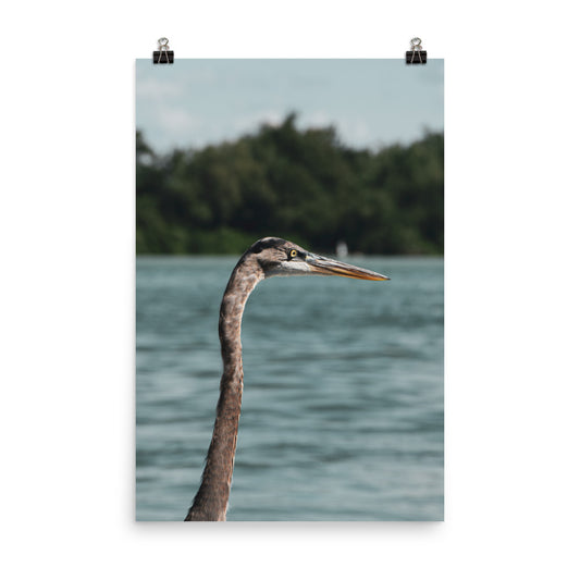 Heron in the Sound Wildlife Photo Loose Wall Art Print