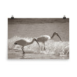 White Ibises on the Shore Sepia Aged Wildlife Photo Loose Wall Art Print