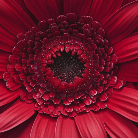 Bloomin' Beautiful Floral Photorealistic Digital Artwork  Loose Wall Art Print  (1)