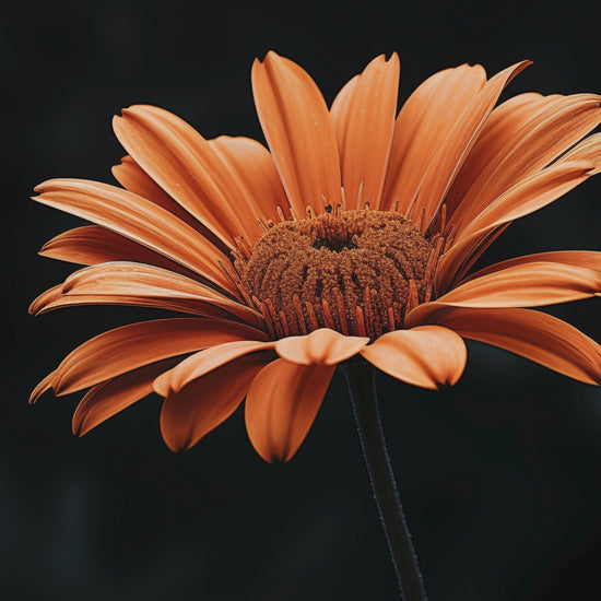 Amber Embrace Photorealistic Digital Artwork Framed Wall Art Prints
