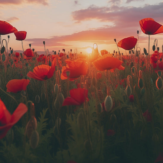 A Field of Memories Poppy Sunset Photorealistic Floral Artwork Framed Wall Art Print