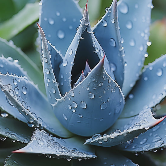 Delicate Agave Digital Photorealistic Loose Wall Art Print