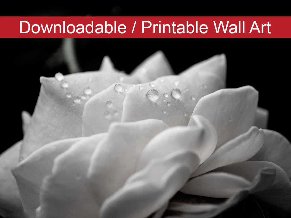 Delicate Rose Floral Nature Photo DIY Wall Decor Instant Download Print - Printable  - PIPAFINEART