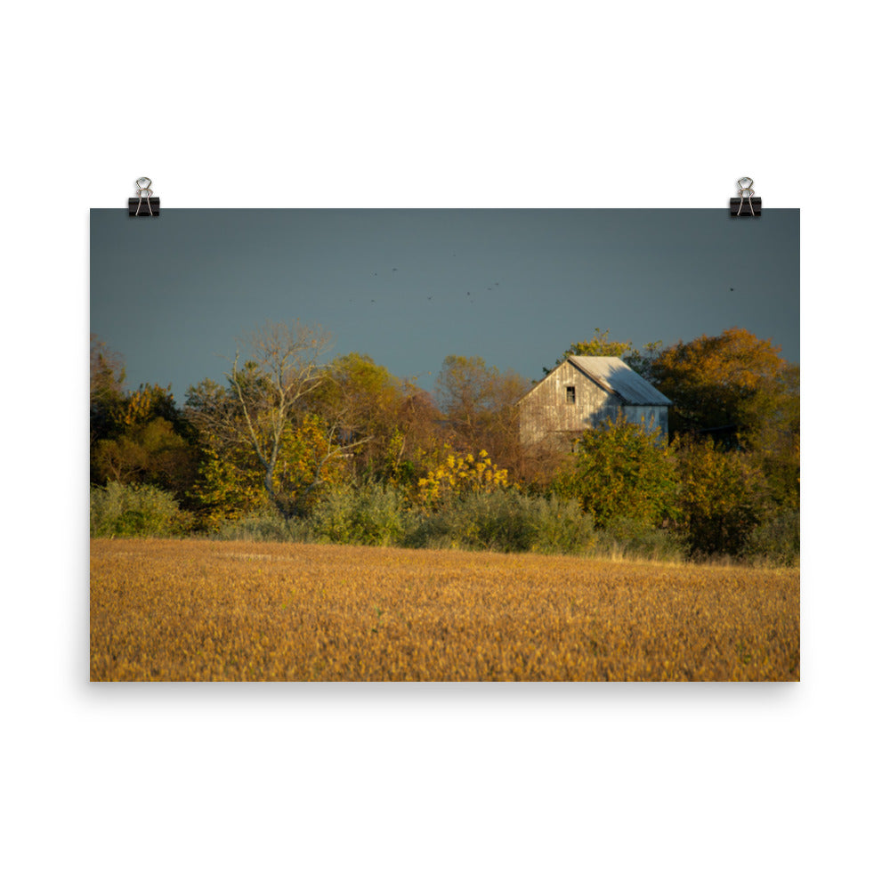 Art For Farmhouse Style: Abandoned Barn In The Trees Landscape Photo Loose Wall Art Prints
