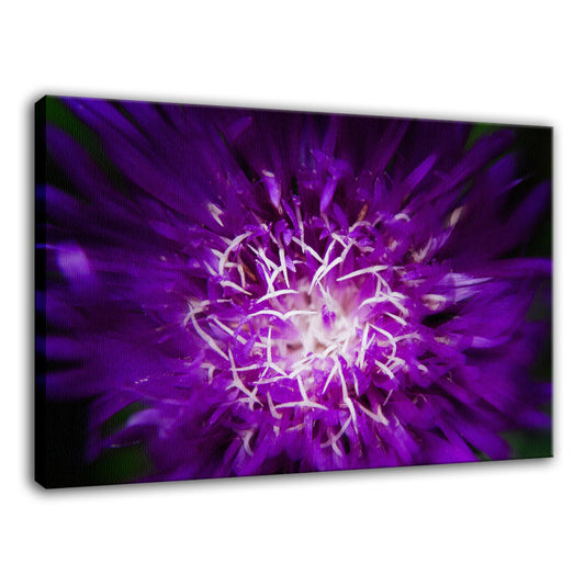 Floral Print Wall: Abstract Flower Nature / Floral Photo Fine Art Canvas Wall Art Prints  - PIPAFINEART