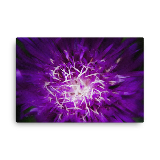 Botanical Pictures For Living Room: Dark Purple and White Aster Bloom Close-up Botanical / Floral / Flora / Flowers / Nature Photograph Canvas Wall Art Print - Artwork