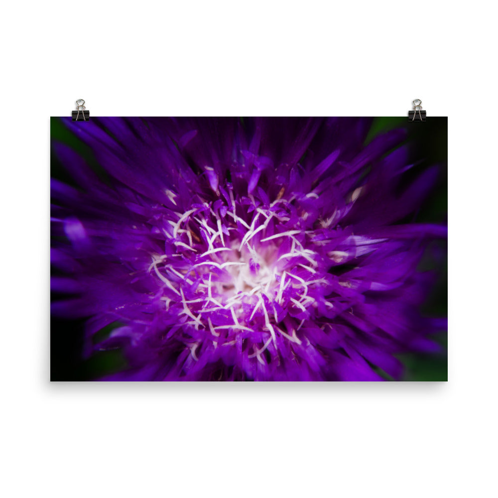 Unframed Wall Art Prints: Abstract Flower Floral Nature Photo Loose Wall Art Prints - PIPAFINEART