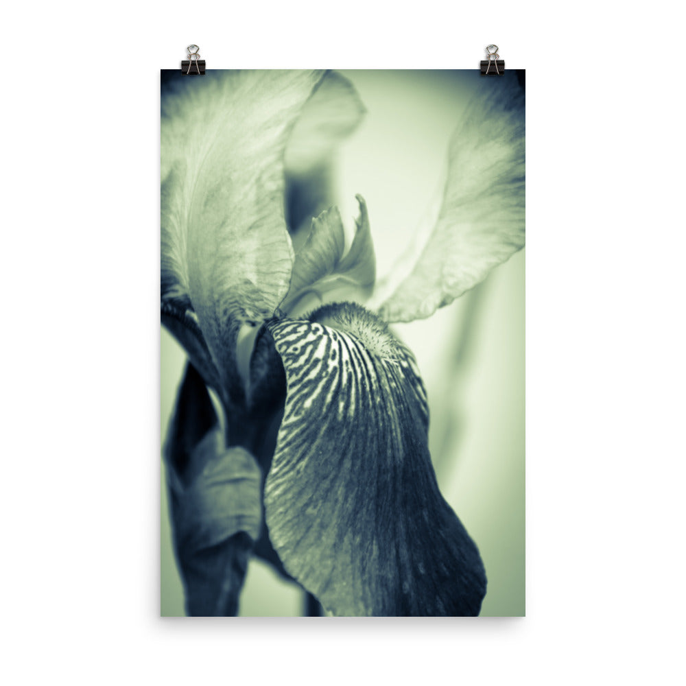 Flower Prints Unframed: Abstract Japanese Iris Delight Floral Nature Photo Loose Unframed Wall Art Prints - PIPAFINEART