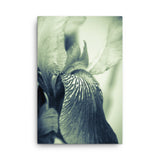 Abstract Japanese Iris Delight Flower Floral Nature Canvas Wall Art Prints