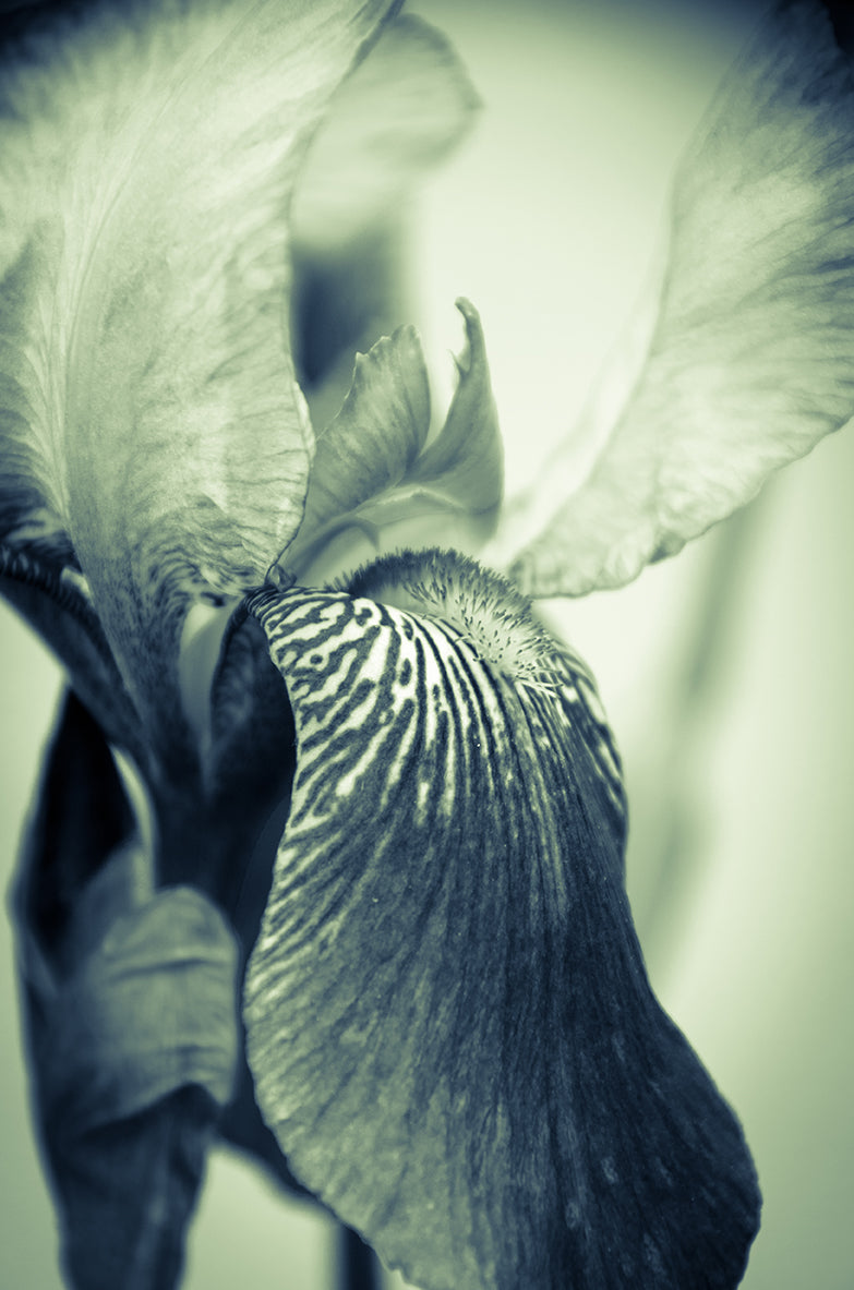 Small Canvas Art: Abstract Japanese Iris Delight Nature / Floral Photo Fine Art Canvas Wall Art Prints  - PIPAFINEART