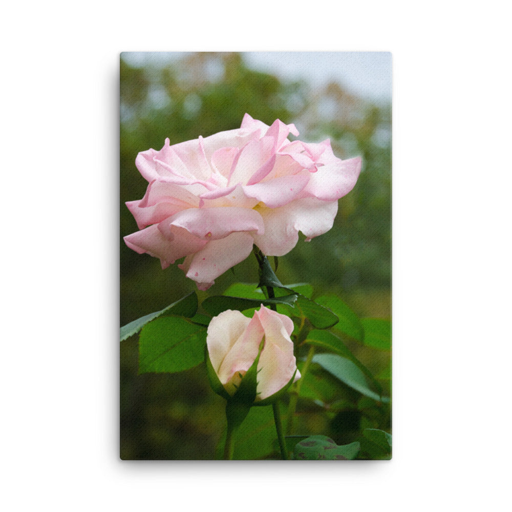 Canvas Wall Art With Flowers: Admiration Rose Botanical / Floral / Flora / Flowers Nature Photograph Canvas Wall Art Print - Artwork