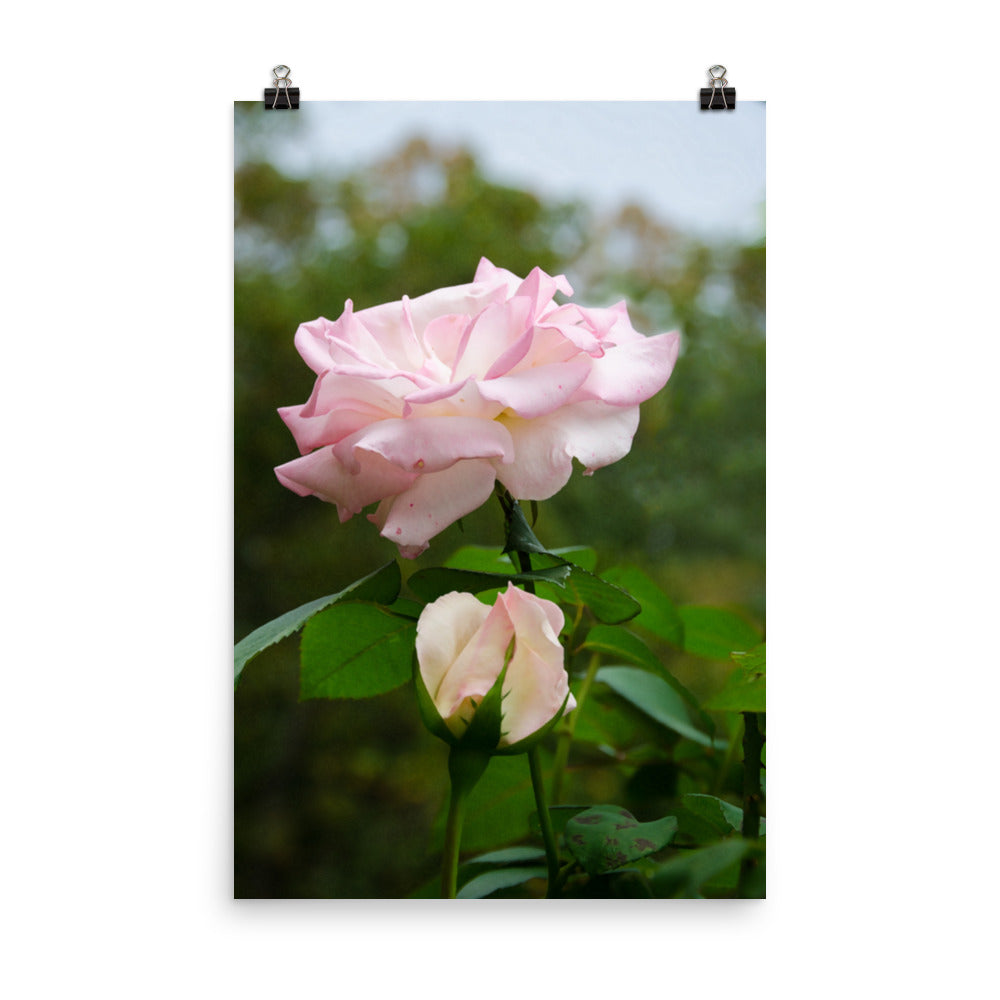 Unframed Art Prints: Admiration Pink Rose Floral Nature Photo Loose Unframed Wall Art Prints - PIPAFINEART