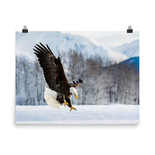 wall art wildlife, Adult Bald Eagle and Alaskan Winter Landscape Animal artwork print