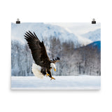 Adult Bald Eagle and Alaskan Winter Landscape Animal Wildlife Photograph Loose Wall Art Print
