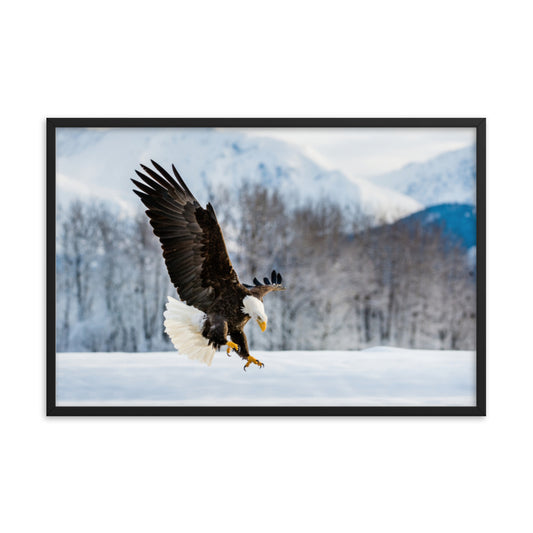 living room art, Adult Bald Eagle and Alaskan Winter Animal Wildlife Photograph Framed Wall Art Print