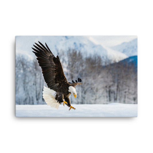 canvas animal wall art, Adult Bald Eagle and Alaskan Winter Photograph Wall Artwork Prints