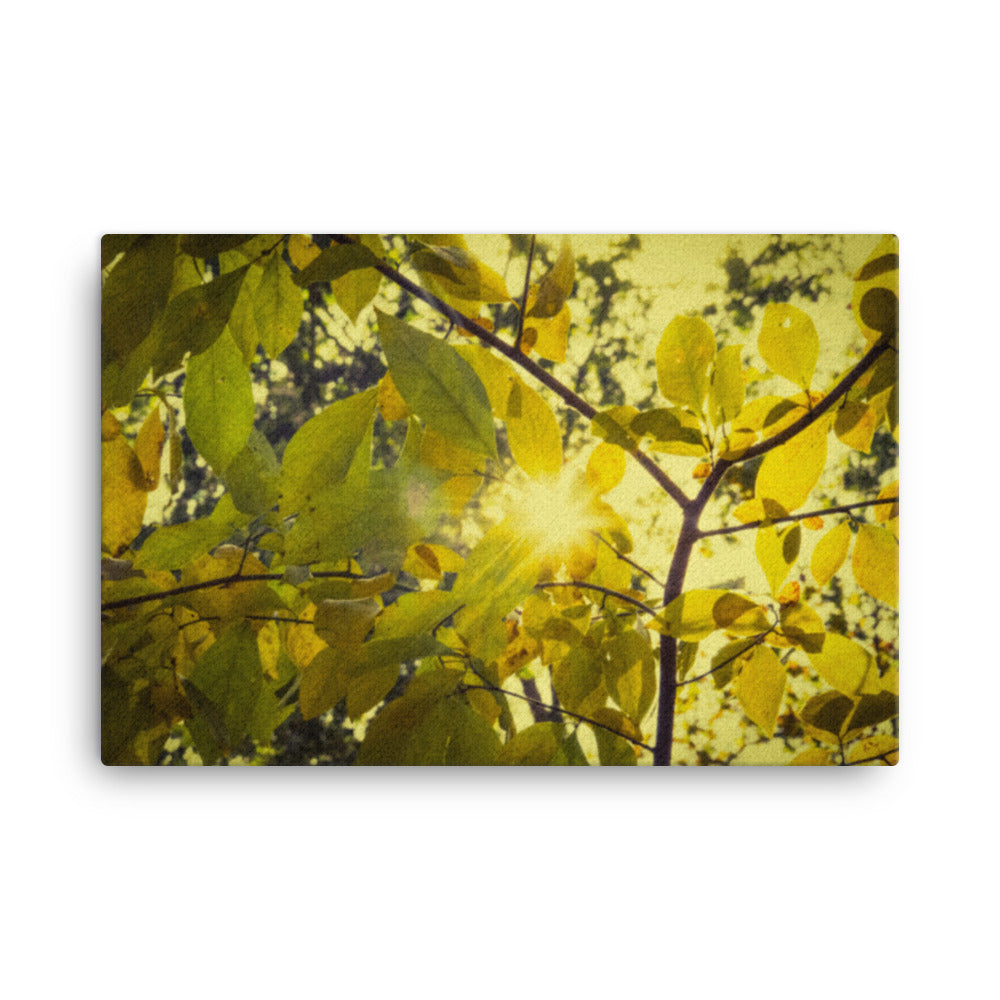 Country Kitchen Canvas Wall Art: Aged Golden Leaves Abstract / Country Rustic Style / Botanical / Plants Nature Photograph Canvas Wall Art Print - Artwork