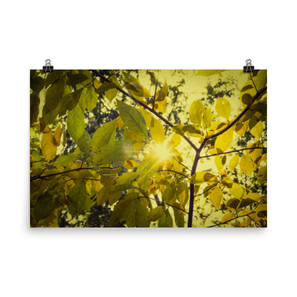 Nature Wall Art: Abstract Golden Plant Leaves: Aged Golden Leaves Botanical Nature Photo Loose Unframed Wall Art Prints - PIPAFINEART