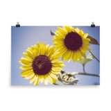 Nature Pictures For Living Room: Aged Sunflowers Against Sky Floral Nature Photo Loose Unframed Wall Art Prints - PIPAFINEART