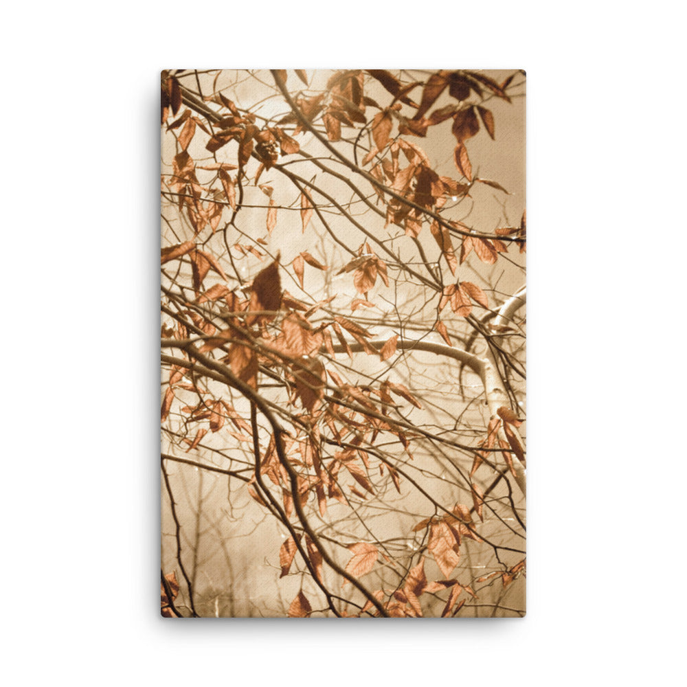 Photo Scene: Aged Winter Leaves Botanical / Plants Nature Photograph Canvas Wall Art Print - Artwork
