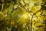 Wall Prints Printable: Aged Golden Leaves Botanical Nature Photo DIY Wall Decor Instant Download Print - Printable  - PIPAFINEART